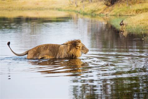 A Dominant Male Lion Swimming Across A River Jami Tarris Photography