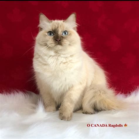 Ragdoll Cat Queens Toronto Ontario O Canada Ragdolls