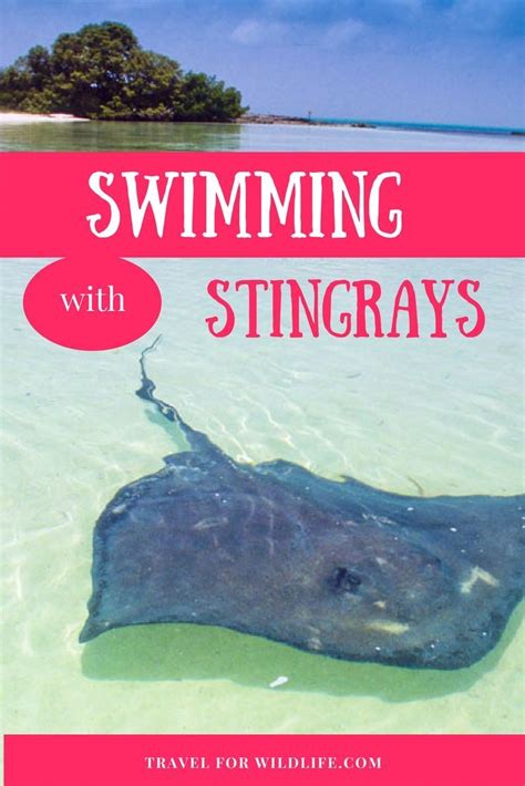 Swimming With Stingrays Yay Or Nay Wildlife Travel Outdoor Travel