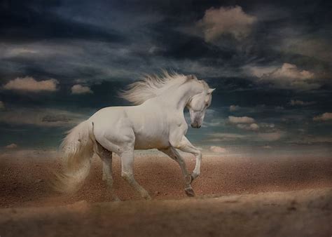 1920x1080px Free Download Hd Wallpaper White Horse Running