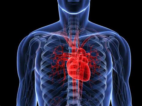 De Location Of Human Heart In Body Mar Webmds Heart Anatomy Page