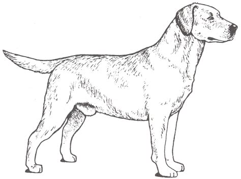 Labrador Retriever Page | Dog drawing, Dog coloring page, Dog sketch