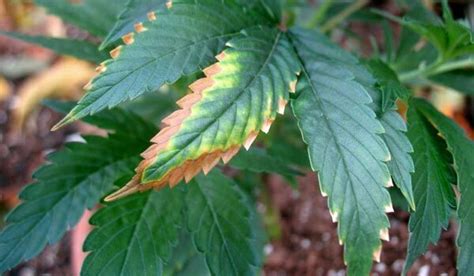 Cannabis Leaf Symptoms To Identify Plant Problems By Pictures