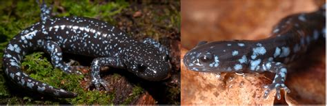 Types Of Salamanders In Wisconsin Id Guide Bird Watching Hq