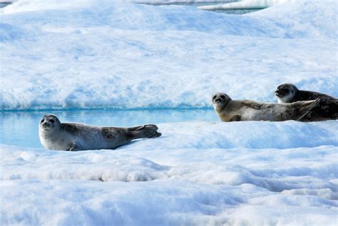 Learn About Ringed Seals In Alaska Thursday Jan 18th At 730pm At Uas