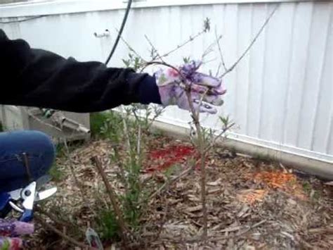 How To Trim A Butterfly Bush Youtube