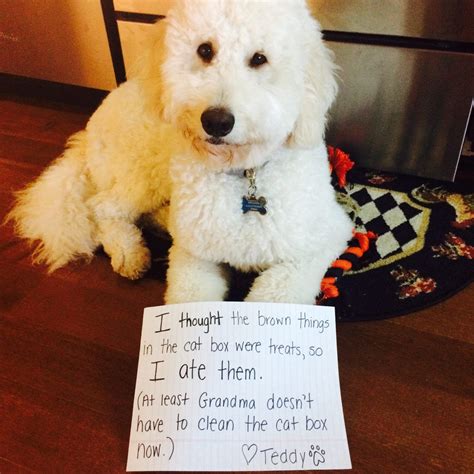 8 Reasons Why You Shouldnt Own A Goldendoodle Goldendoodle
