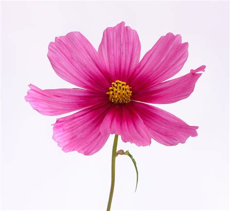 Bright Pipnk Cosmos Flower On White Square Photograph By Rosemary