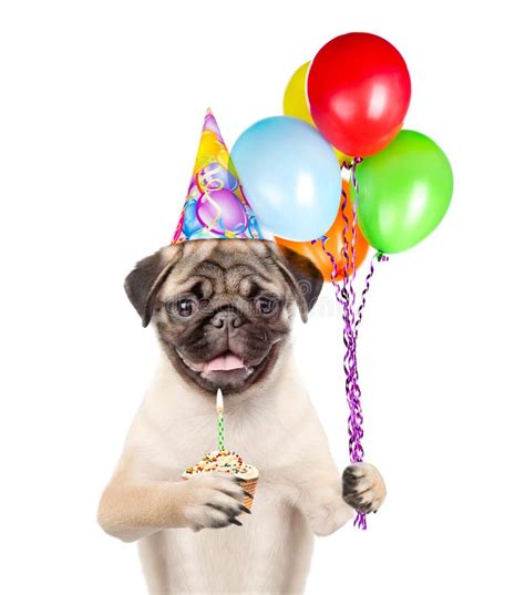 Dog In Birthday Hat Holding Balloons And Cupcake Isolated On White