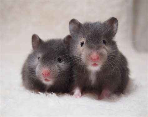 Syrian Hamster Long Hair Silversable And Sable 24days Syrian Hamster