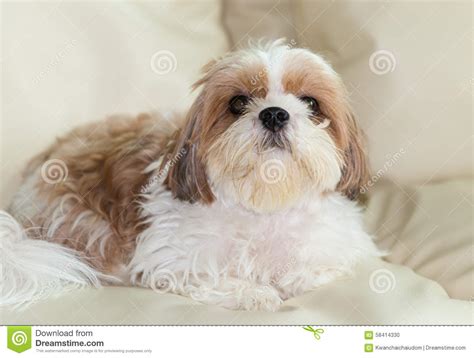 Cute Brown Shih Tzu Dog Stock Photo Image 58414330