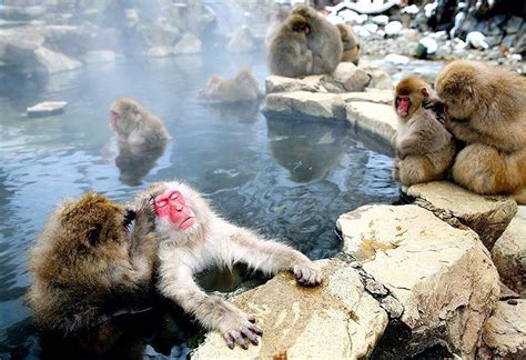 Jigokudani Monkey Park Where Snow Monkeys Go To Hot Tub In Japan