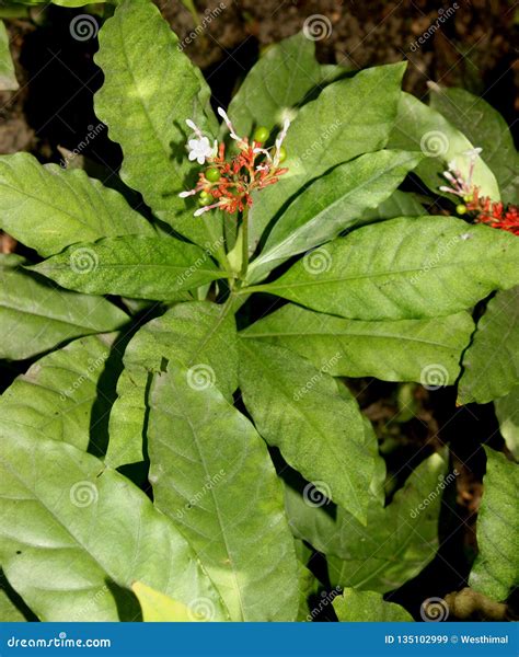Rauvolfia Serpentina Roots The Indian Snakeroot Devil S Pepper Or