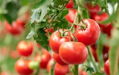 Klasifikasi Tanaman Tomat Manfaat Serta Morfologi Lengkap