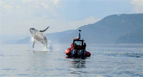 Où observer les baleines au Québec Authentik Canada