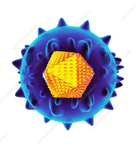Hepatitis C Virus Artwork Stock Image F0029676 Science Photo