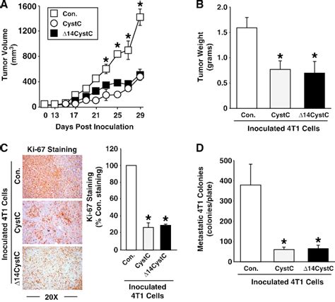Cystc Inhibits 4t1 Tumor Growth And Pulmonary Metastasis A And B