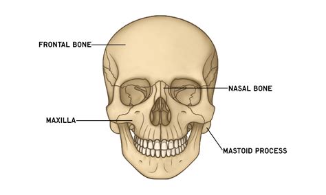 Skull Anatomy Bones In The Skull Anatomystuff