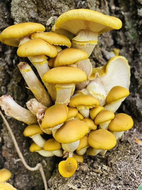 Michigan Mushrooms Rmushrooms