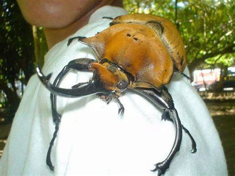 Rhinoceros Beetles While Huge Reaching 675 Inches Or 170 Mm Are