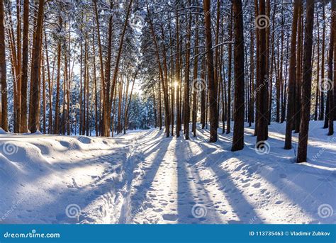 Winter Forest With Paths In The Snow Stock Image Image Of Season