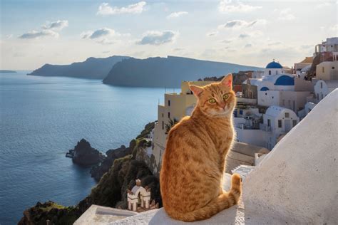 Why Cats Walk The Streets Of Greece