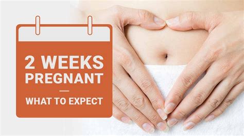 2 Weeks Pregnant What To Expect Youtube