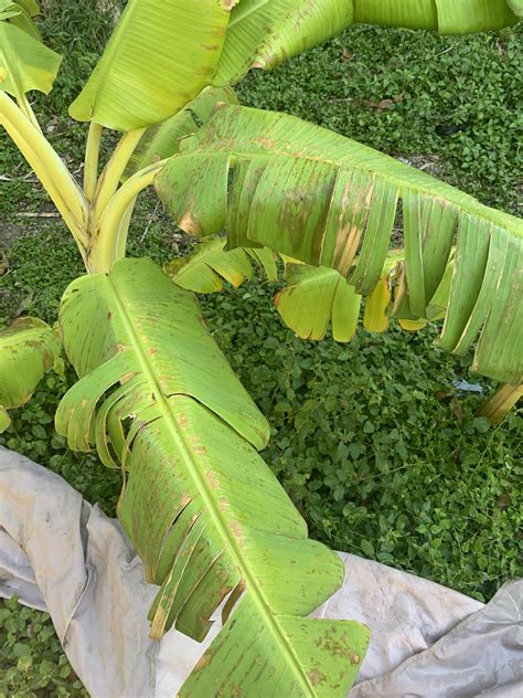 Why Do Bananas Turn Yellow at Amy Mitchell blog