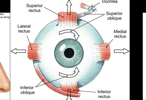 Eye Movements Eye Muscles Movement Muscles For Eye Movement Eye