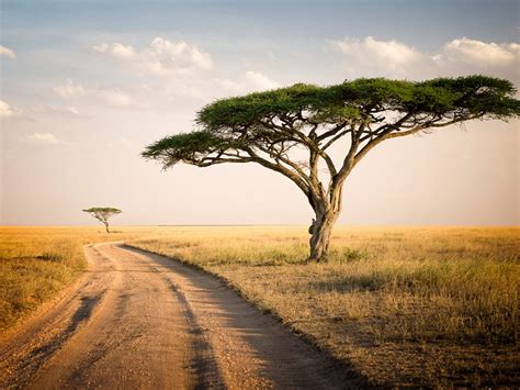 Serengeti Park Tanzania Savannah Two Lonely Trees Dry