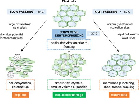 Schematic Overview Of Possible Freeze Processes In Plant Cells During