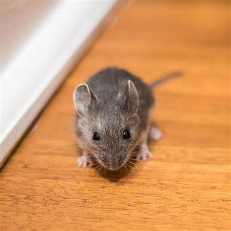 House Mice Covenant Wildlife
