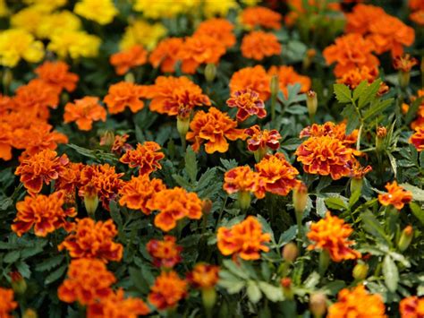 Ten flowers that will bloom all summer long. The Easiest Annuals To Plant For Color All Summer Long | DIY