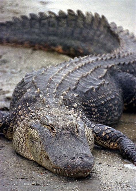Crocodiles and alligators are known to be two of the most fierce and strong reptiles inhabiting the world for millions of years. Alligator tattoos - what do they mean? Alligator Tattoos ...
