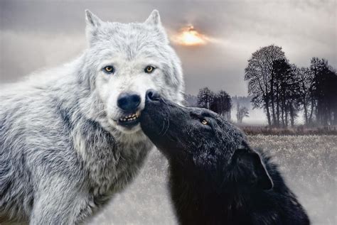 Kissing Wolves Photograph By Joachim G Pinkawa Pixels