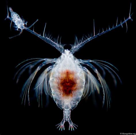 View Topic Copepods Cool Sea Creatures