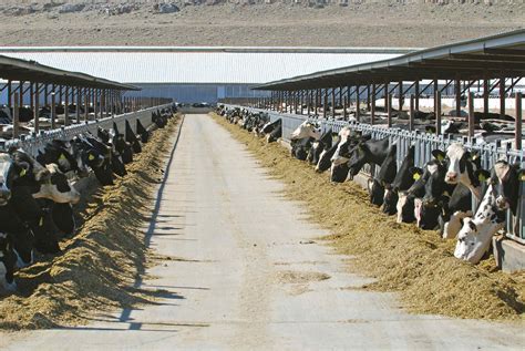 Idaho dairy workers charged with animal cruelty – Idaho ...