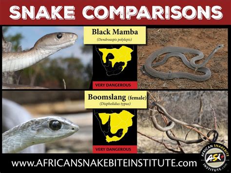 Snake Comparison Black Mamba Vs Boomslang African Snakebite Institute