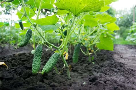Cucumbers Planting Growing And Harvesting Guide
