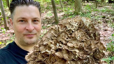 Hen Of The Woods Mushroom ~ How To Find Clean And Cook ~ Minnesota