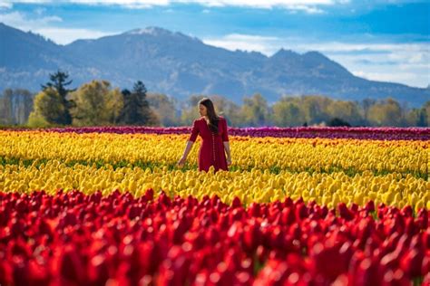 Mount Vernon Washington Tulip Festival 2024 Karon Brunhilde