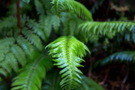 Ferns On The Floor Of The California Redwoods Forest Redwood Forest