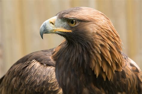 Falcon Images Golden Eagle Flying Experience