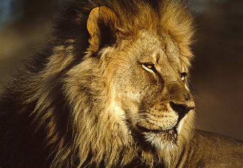 Lion Hd Wallpapers African Lions Pictures Animal Photo