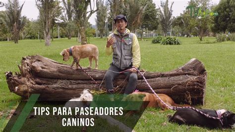 Tips Para Paseadores Caninos Tvagro Por Juan Gonzalo Angel Restrepo