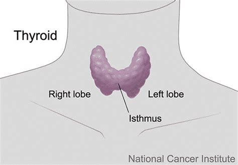Genomic Test Helps Identify Thyroid Nodules That Dont Require Surgery