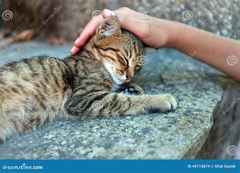 Person Is Petting A Cat Stock Photo Image Of Frisky 44714874