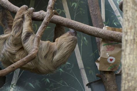 Venerable Sloth Dies After Decades At Washington National Zoo The