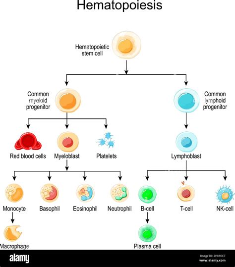 Haematopoiesis Development Of Different Blood Cells From