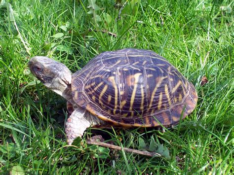 The Kansas State Reptile is the ornate box turtle. | カメ, スッポン